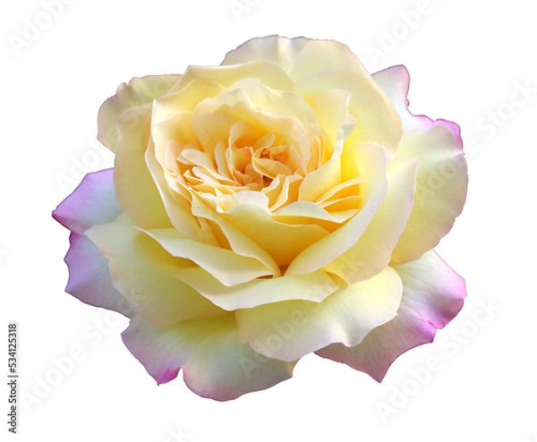 Fototapeta White rose isolate on white background close-up