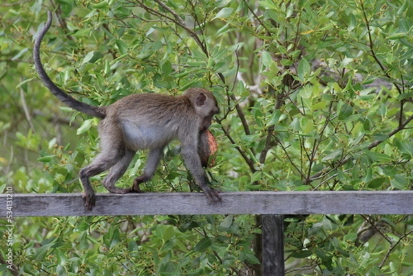 Obraz 大きな木の実を咥えながら手すりの上を進むカニクイザル