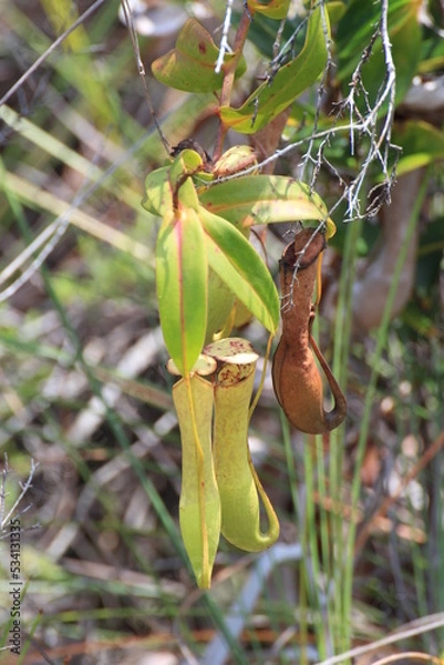 Obraz ウツボカズラの枯れた袋と元気な袋