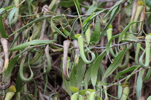 Fototapeta マレーシアのバコ国立公園に自生するウツボカズラ