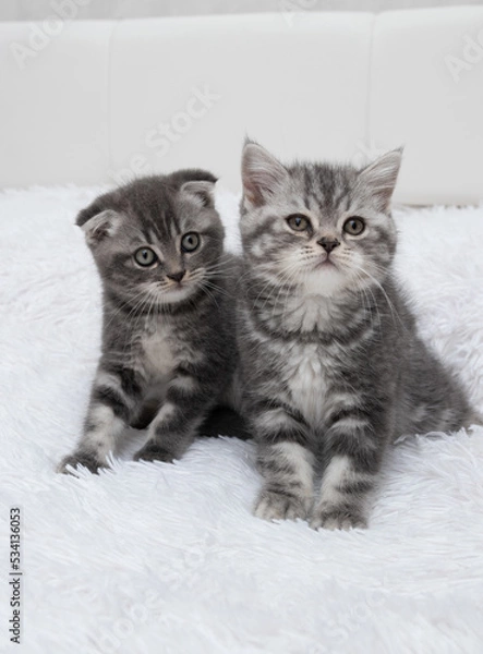 Fototapeta two Scottish straight grey kittens