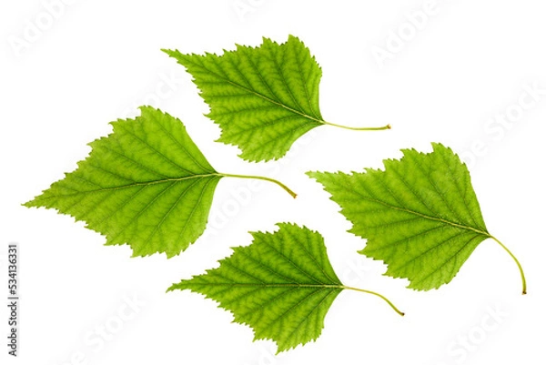 Obraz Green birch leaves isolated on white background