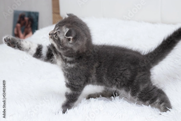 Fototapeta Scottish fold grey kitten