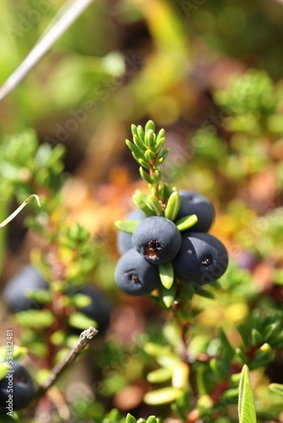 Obraz crowberry dwarf shrub with fruits alpine species
