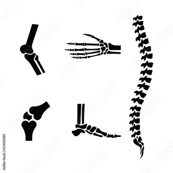 Obraz human bone set vector illustration design