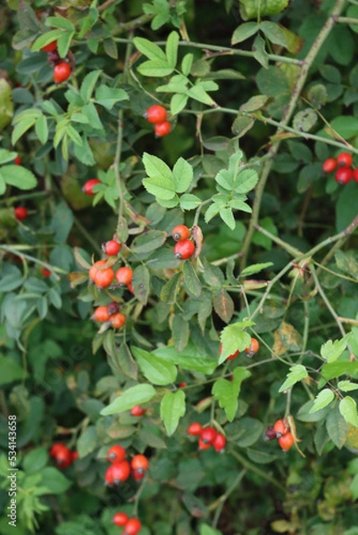 Fototapeta  Close-up of red ripe dog-rose berries on early autumn. Rosa canina fruits. Wild rose hips on bush in nature