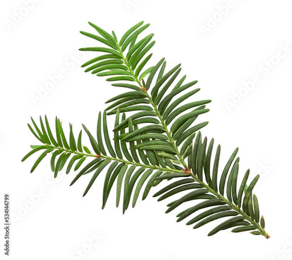 Fototapeta Green yew branch isolated on white background close up