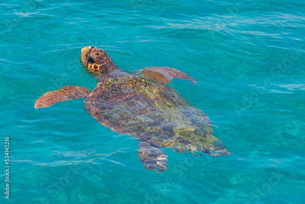 Fototapeta The loggerhead sea turtle (Caretta caretta), is a species of oceanic turtle distributed throughout the world.