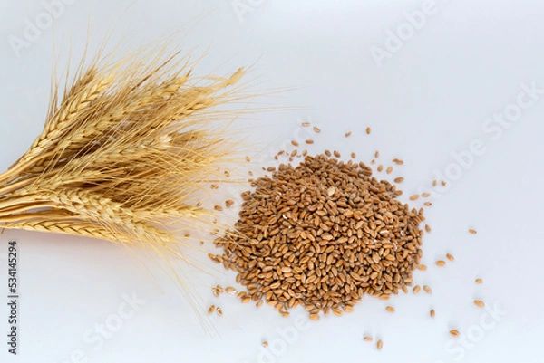 Obraz Grains wheat heart shape. White background.