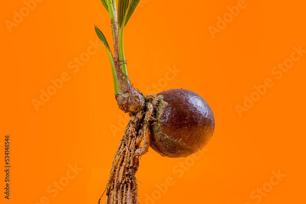 Fototapeta young coconut tree seeds in pots