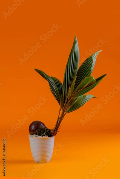 Fototapeta young coconut tree seeds in pots