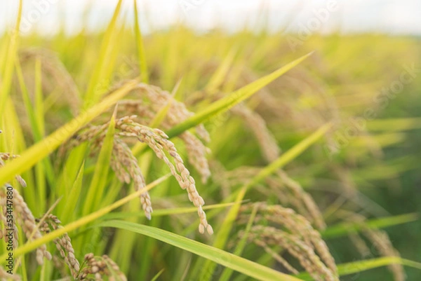 Fototapeta 収穫を待つ稲穂