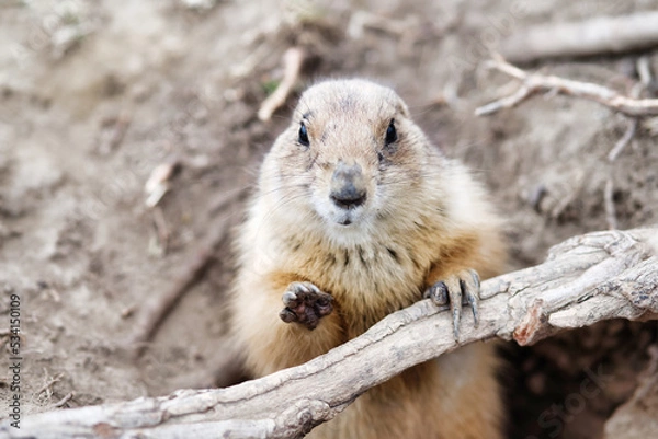 Obraz Präriehund 