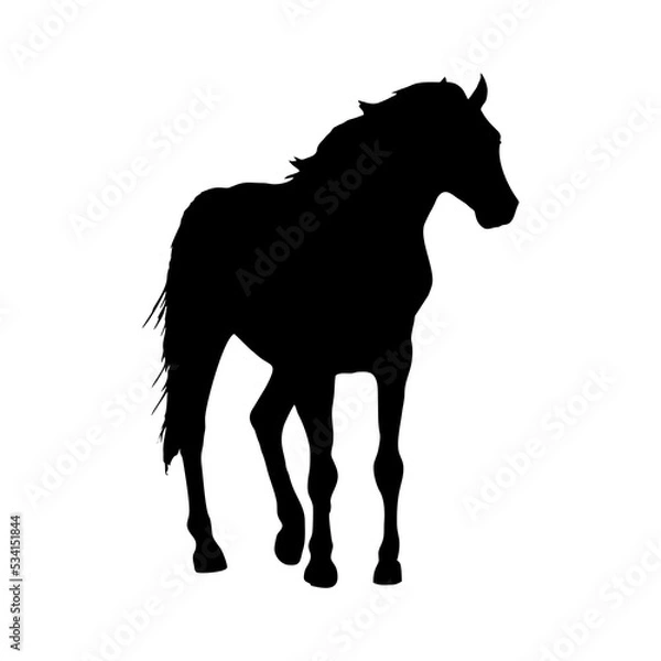 Obraz Horse Illustration