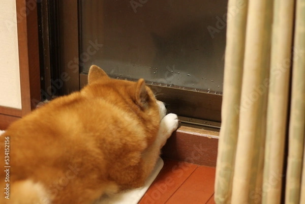 Obraz 外を見つめる犬の後ろ姿