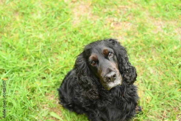 Fototapeta cocker anglais noir