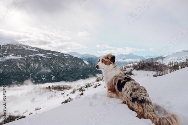 Obraz Australian Shepherd