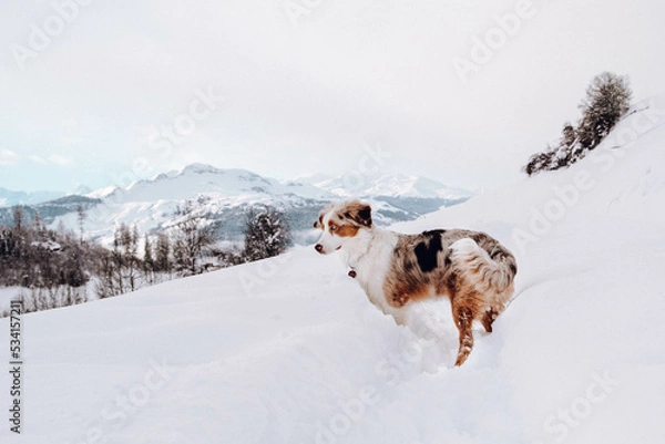 Obraz Australian Shepherd