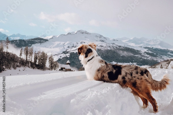 Obraz Australian Shepherd