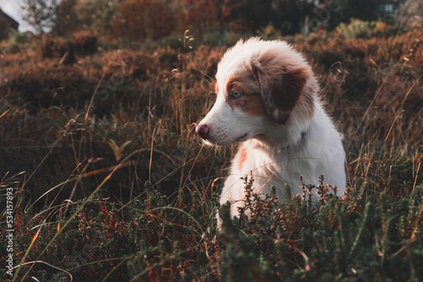 Obraz Australian Shepherd