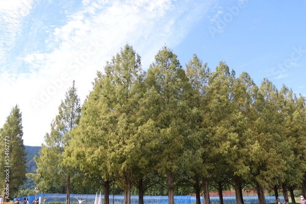 Obraz メタセコイア並木ｉｎ滋賀