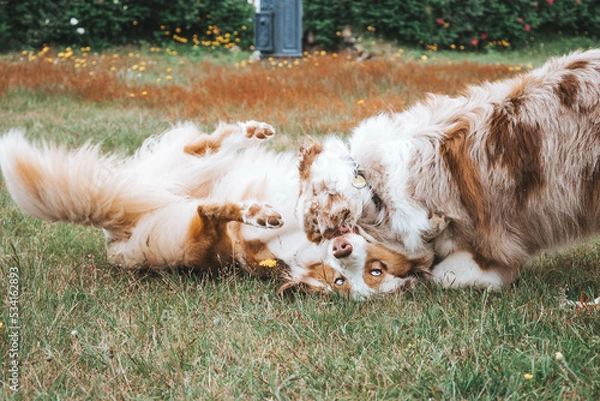 Obraz Australian Shepherd
