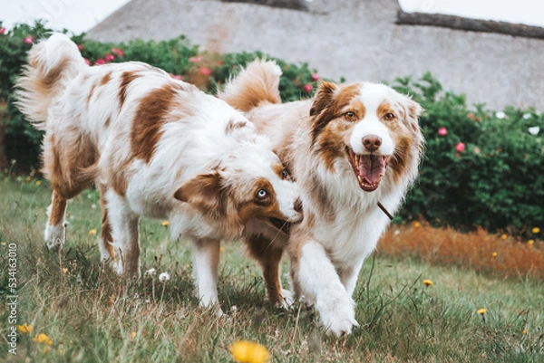 Obraz Australian Shepherd