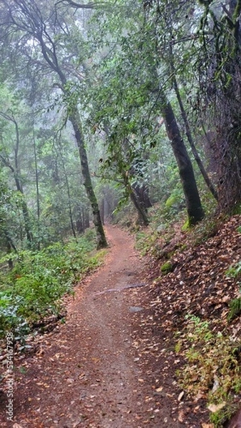 Fototapeta path in the forest
