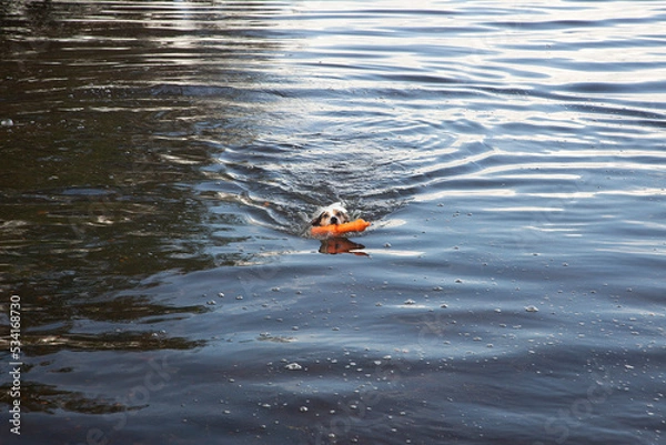 Fototapeta Dog swimming with red toy in mouth bringing it ashore