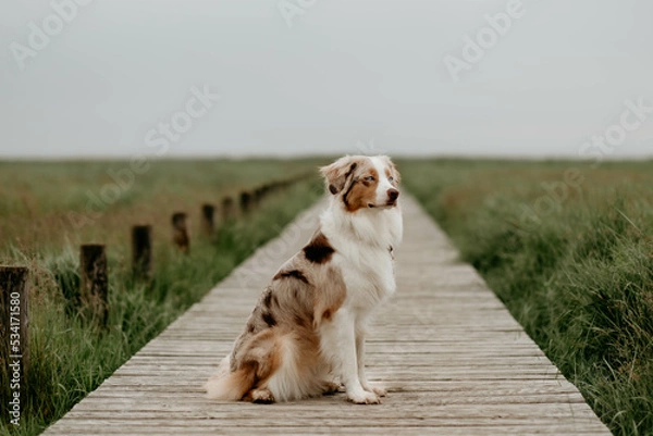 Obraz Red Merle Australian Shepherd