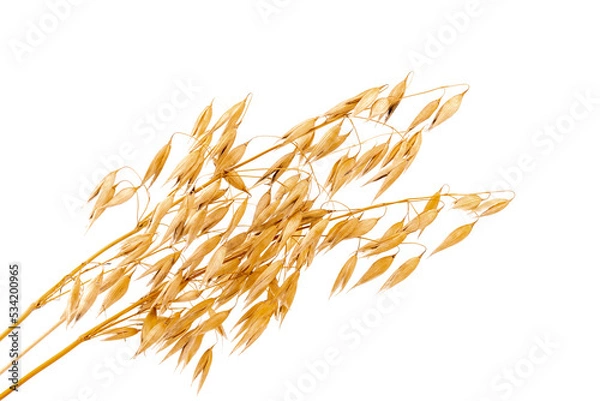 Fototapeta oat spike or ears isolated on white background close-up