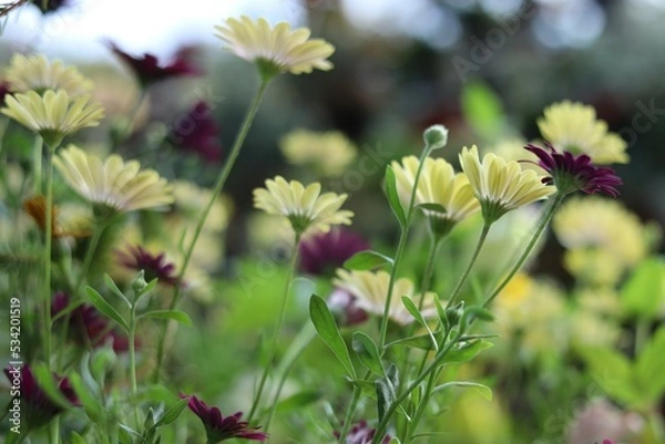 Fototapeta 花　オステオスペルマム