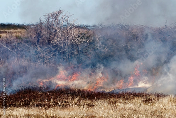 Fototapeta A grass fire, fueled by dry conditions, producing flames, smoke and showing turbulent structures and fluxes associated the intense fire.
