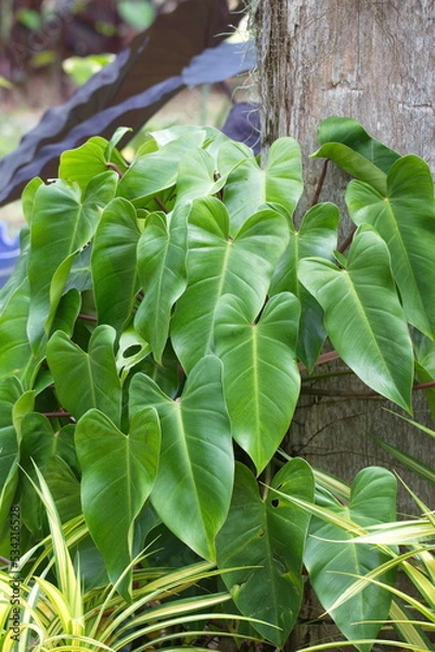 Obraz green leaves in the garden