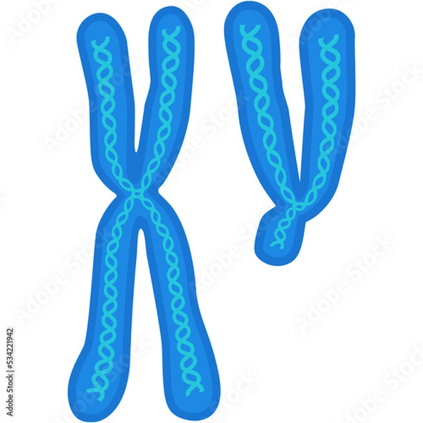 Obraz Chromosome vector biology x and y dna cell icon