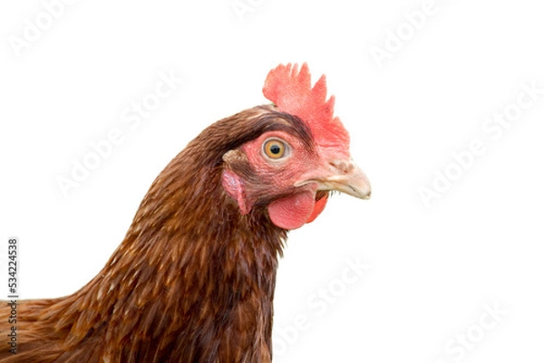 Obraz chicken isolated on transparent background