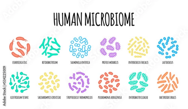 Obraz Human microbiome illustration of bacterial species. Vector image. Gastroenterologist. Bifidobacteria, lactobacilli. Lactic acid bacteria. Illustration in a flat style.