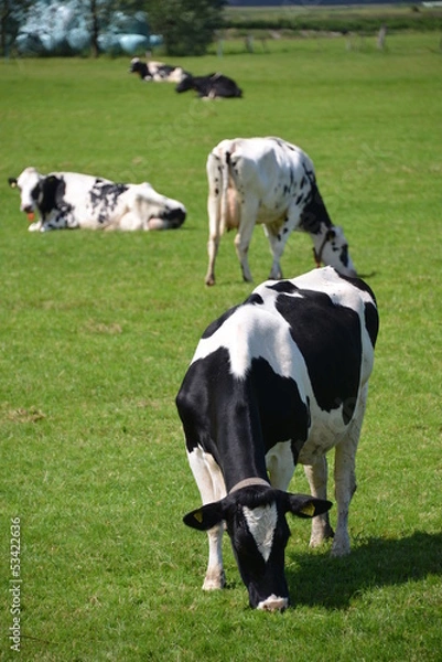 Obraz Cows in the Netherlands