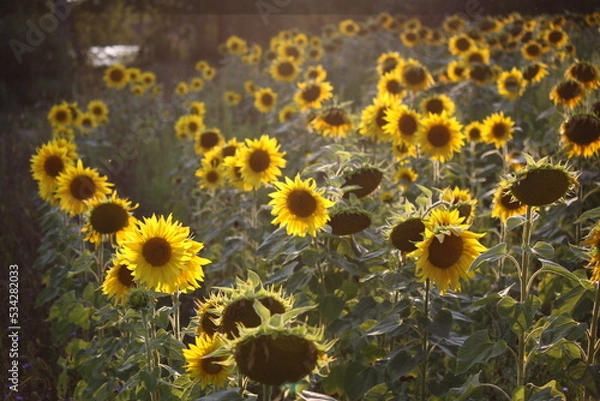 Obraz Sunflower field close up.