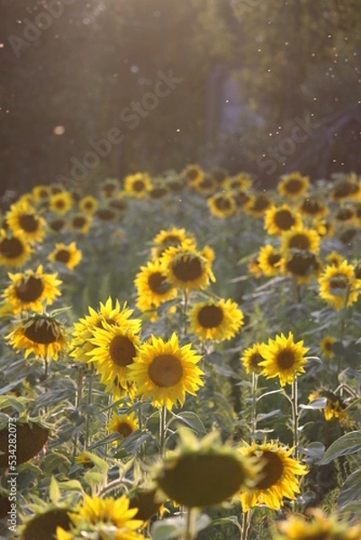 Obraz Sunflower field close up.