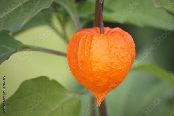 Obraz Physalis flower close-up.