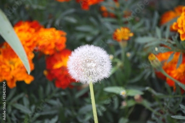 Obraz Beautiful dandelion close-up.