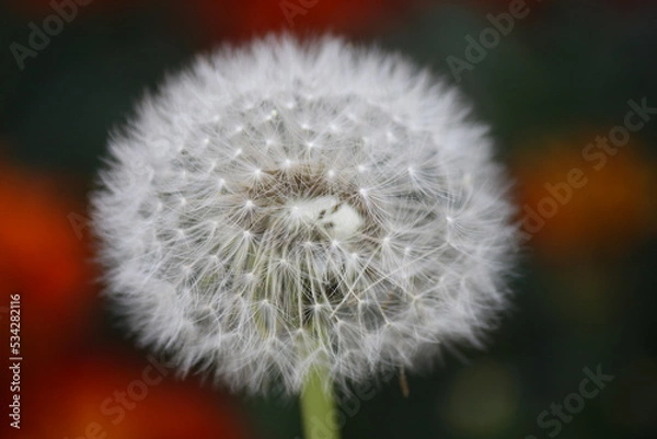 Obraz Beautiful dandelion close-up.
