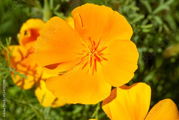 Obraz Echollia flowers close-up.