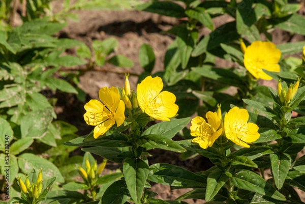 Obraz Flowers evening primrose quadrangular close-up.