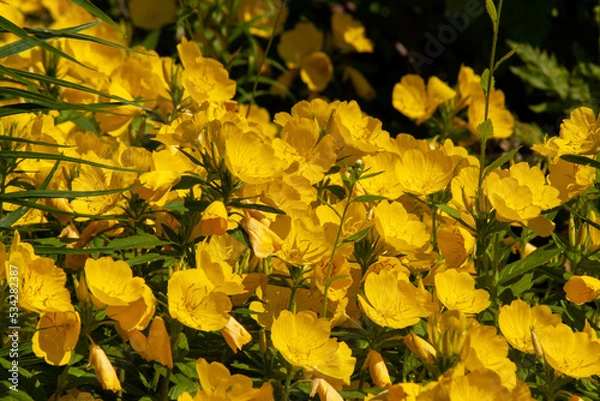 Obraz Flowers evening primrose quadrangular close-up.