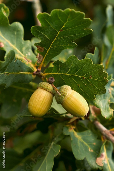 Obraz acorns on the oak tree