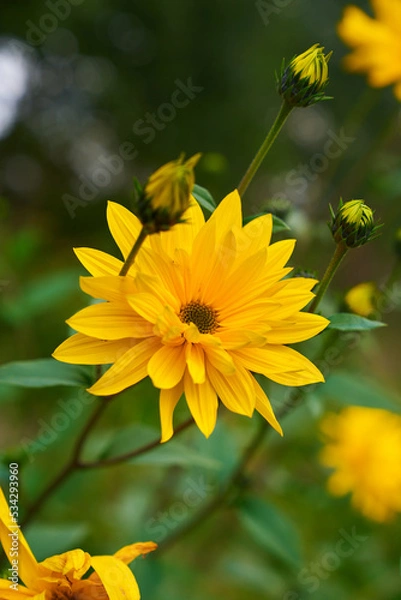 Obraz yellow flower in the garden