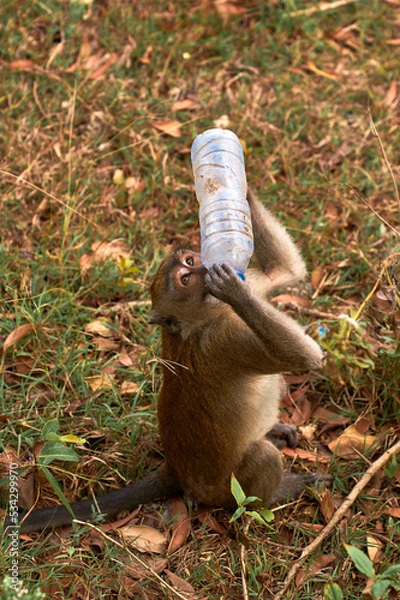 Obraz thirsty monkey trying to drink from a plastic bottle