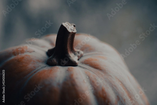 Fototapeta Pumpkin background. Autumn background with pumpkin on a rainy day, toned image, selective focus, copy space
